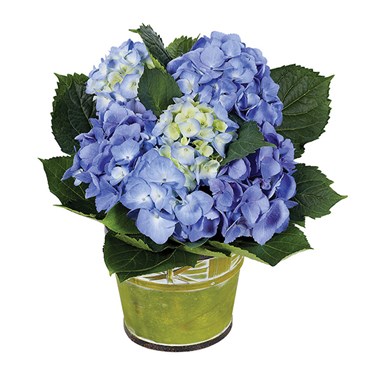 Blue Hydrangea Plant